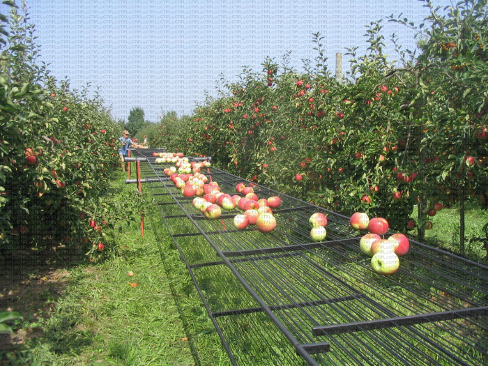 Récolte mécanique de pommes : dépose des fruits récoltés sur le filet